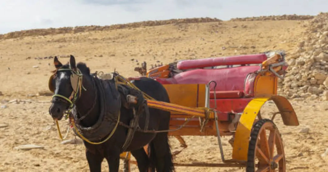 Day-Trip-Luxor-Horse-Carriage-Trip-Egypta-Tours