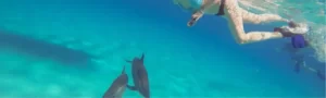El-Gouna-swim -with-dolphins-Egypt-trip