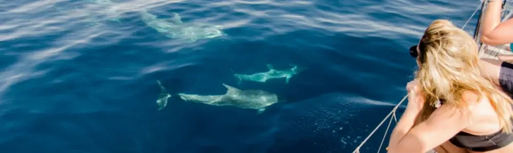 Swim With Dolphin in El Gouna