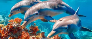 Magical-Swimming-with-dolphins-in-El-Gouna-EgyptaTours-Activities