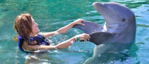 Swimming-with-dolphins-in-El-Gouna-EgyptaTours-Activities