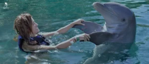 Egypt-Tours-Packages-From-USA-swimming-with-dolphins