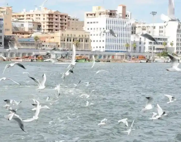 Seagulls-Flying-Over-The-Suez-Canal-In-Port-Said-EgyptaTours