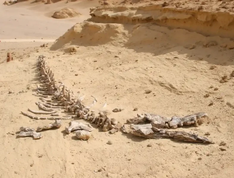 Wadi-El-Hitan-Desert-Safari-Tour-From-Cairo-EgyptaTours