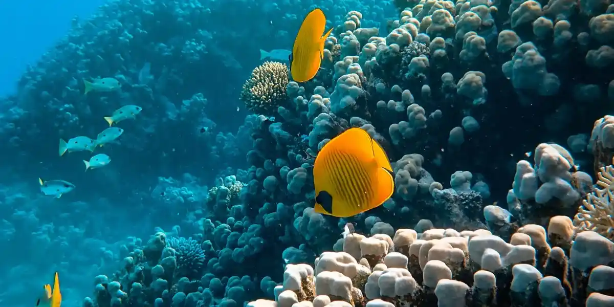 Soma Bay Day Tours and Excursions