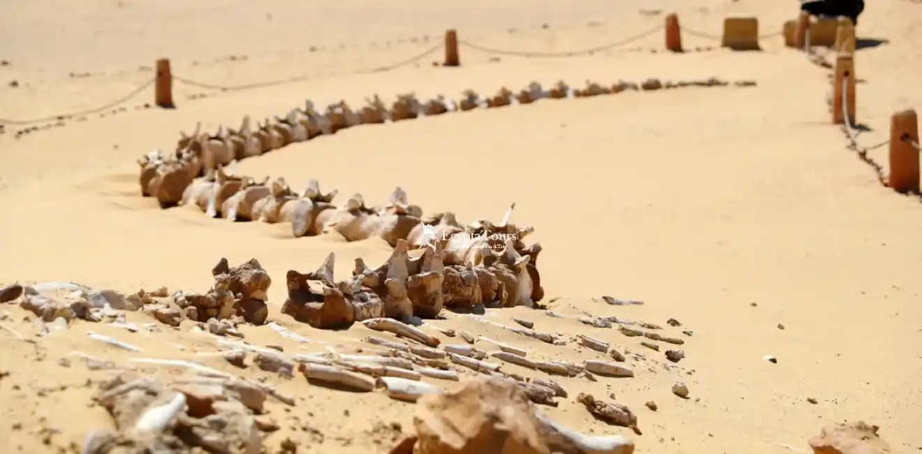 Exploring-the-fossils-of-Wadi-El-Hitan-18-Days-Egypt-Exploration-Tour